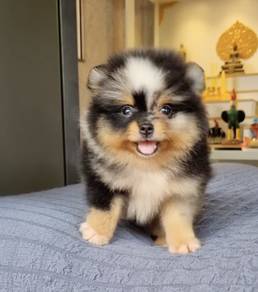 POMERANIAN PUPPIES P156 available cute cute Girl