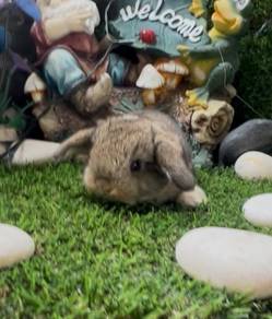 Holland lop