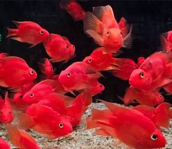 Yuan Bao - Red Parrot
