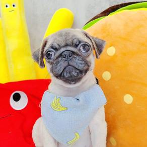 Pug