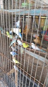 burung budgie/baji