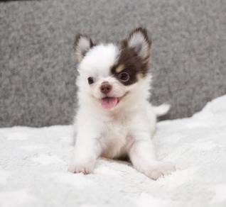 CHIHUAHUA PUPPIES 203🌷Head Apple Cute Dog