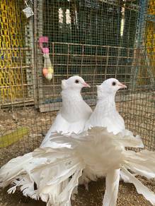 Merpati Merak @ Indian Fantail