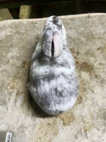 arnab minirex