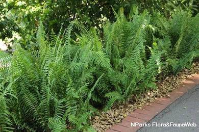 Nephrolepis Biserrata / Giant Sword Fern