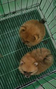 Tiny Pomeranian