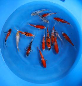 Japanese koi