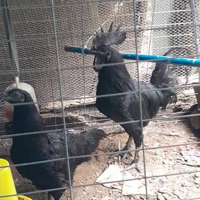 Ayam cemani