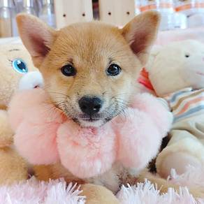Shiba