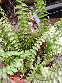 Fern 1 pot