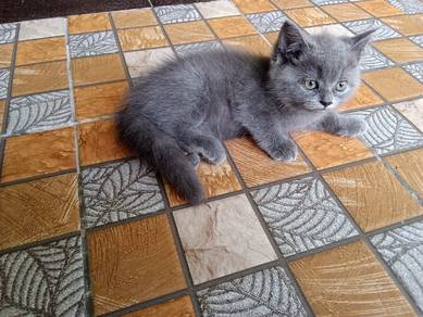 Bsh