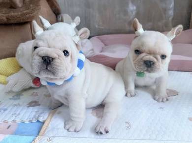 FRENCH BULLDOG PUPPIES VIP840🌻 Boy-Girl Cream