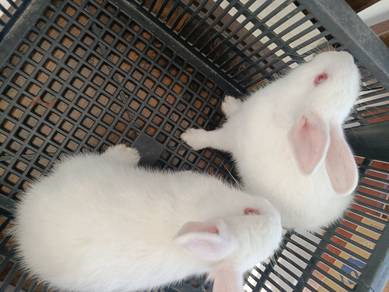 Arnab Comey