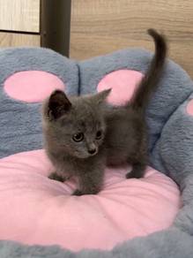 SS Munchkin BSH Male