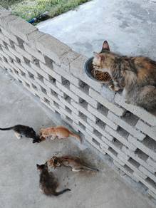 Kucing untuk diberikan sahaja