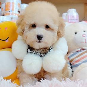 Toy Poodle