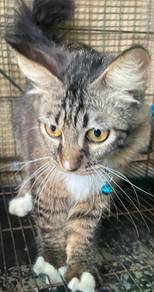Cats for free