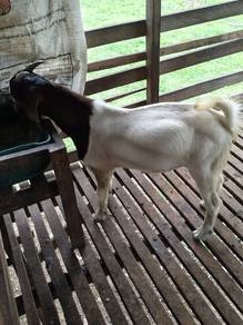 Kambing
