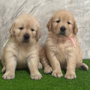 Golden retriever MKA pedigree 