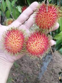 Buah rambutan 