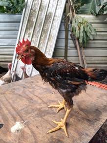 ayam kacuk 