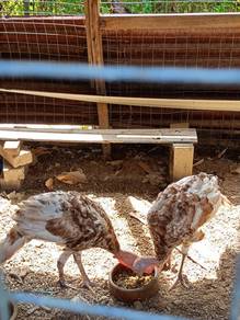 ayam belanda