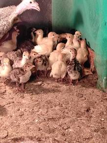 Ayam Belanda ( Turkey Chicks )