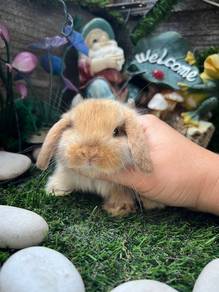 Holland lop