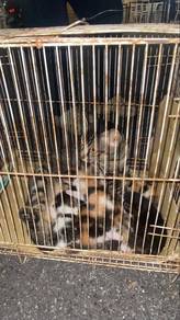 kucing free