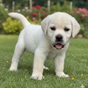 Labrador retriever 00