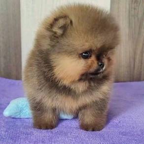 teddy bear Pomerinian 