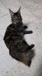 Mainecoon Female