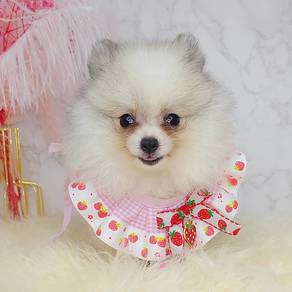 Pomeranian
