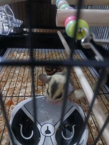 sugar glider male
