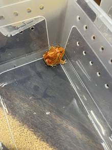 pacman frog offer