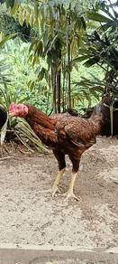 AYAM JANTAN BAPAK muda murah