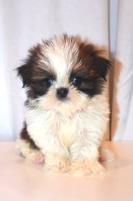 f47 Cute Shihtzu Puppy