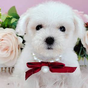 Bichon