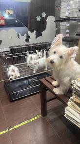 Westie West Highland Terrier Male n Female Puppies