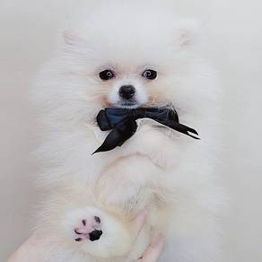 Pomeranian