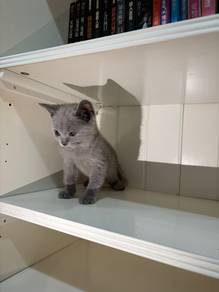 british blue female