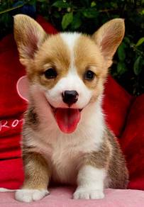 C137  柯基犬 CORGI PUPPIES 🌻 Fluffy  Boy~Girl