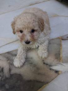 Male Poodle