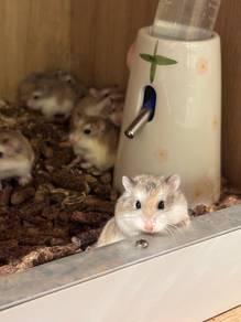 Hamster Roborovski Agouti