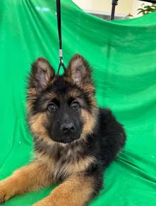 German Shepherd