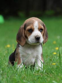 beagle puppies q