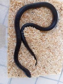 MBK King Snake 
