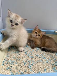 bsh