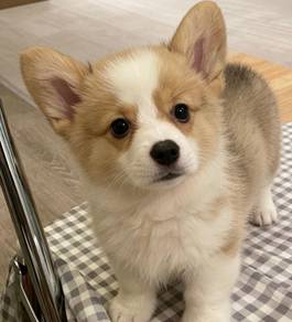 Welsh Corgi