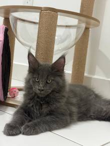 Mainecoon Female